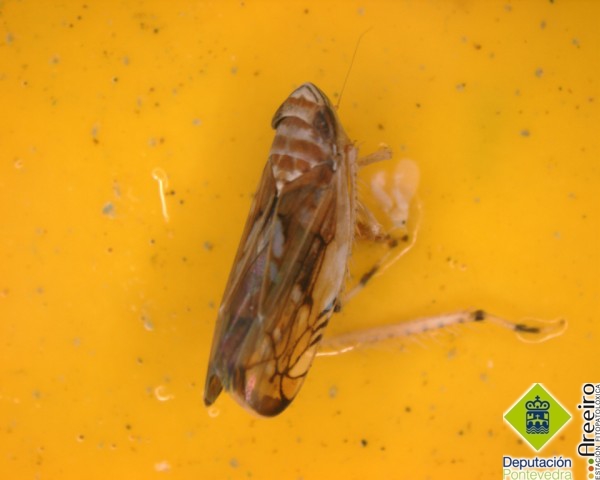 Cicadelidos - Ciccadellidae - Cicadelidos >> Scaphoideus titanus capturado en trampa cromática.jpg